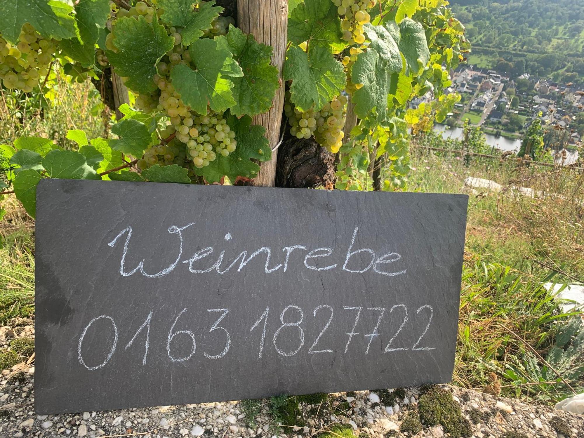 Weinrebe Apartment Bernkastel-Kues Exterior photo